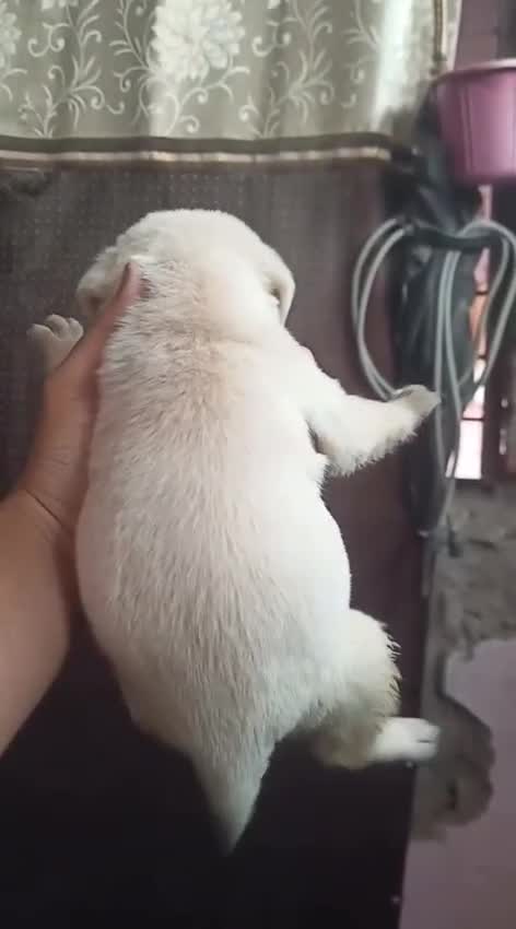 Dachshund Puppy, farm video