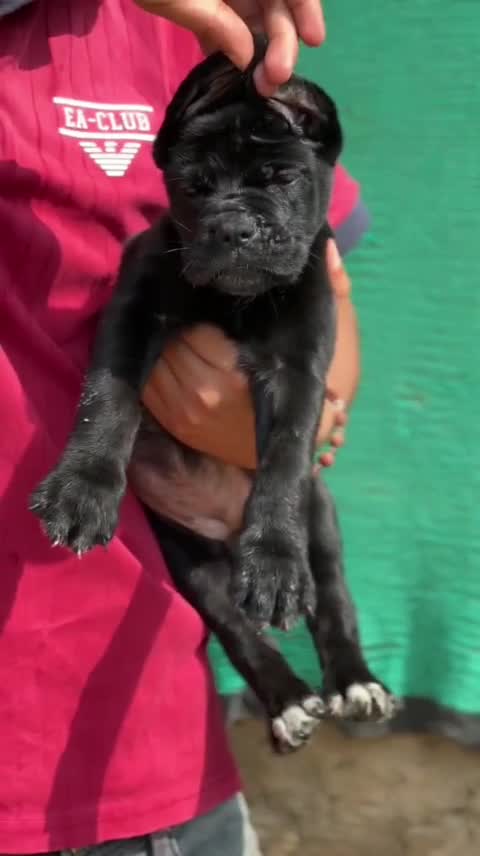 Dachshund Puppy, farm video