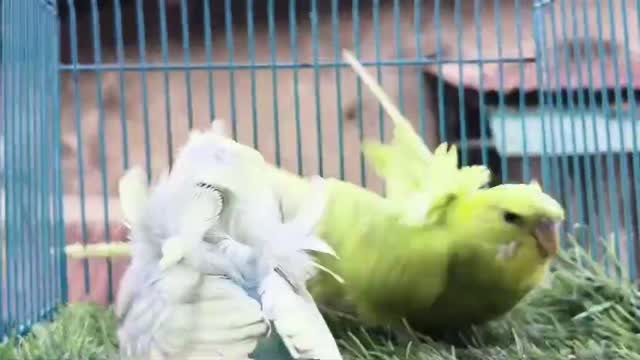 Helicopter Budgies, farm video