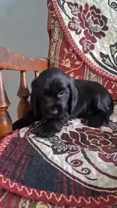 Cocker Spaniel Puppy | Chocolate Brown Color, farm video