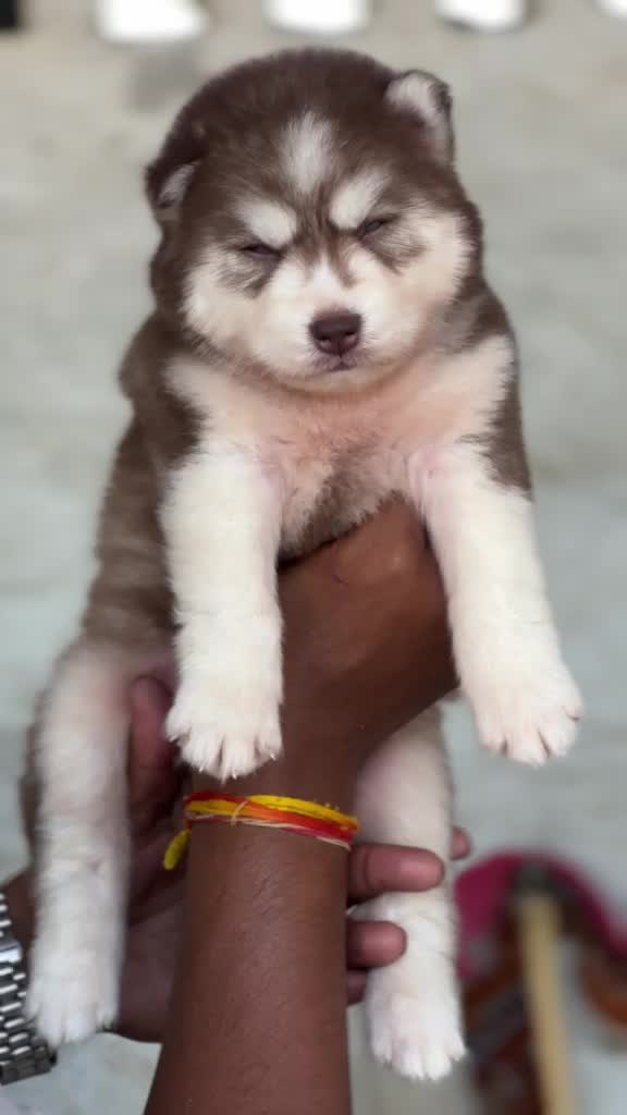 Siberian Husky Puppy | White Color, farm video