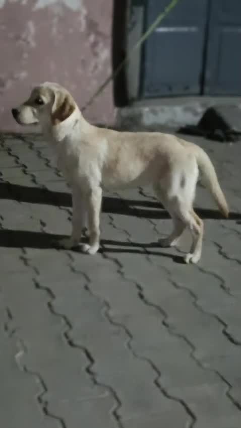 Dachshund Puppy, farm video