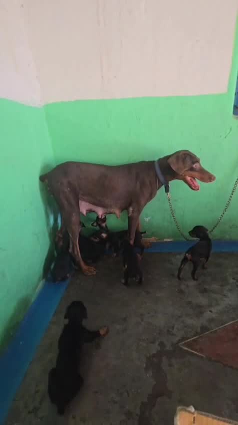 European Doberman Puppy, farm video