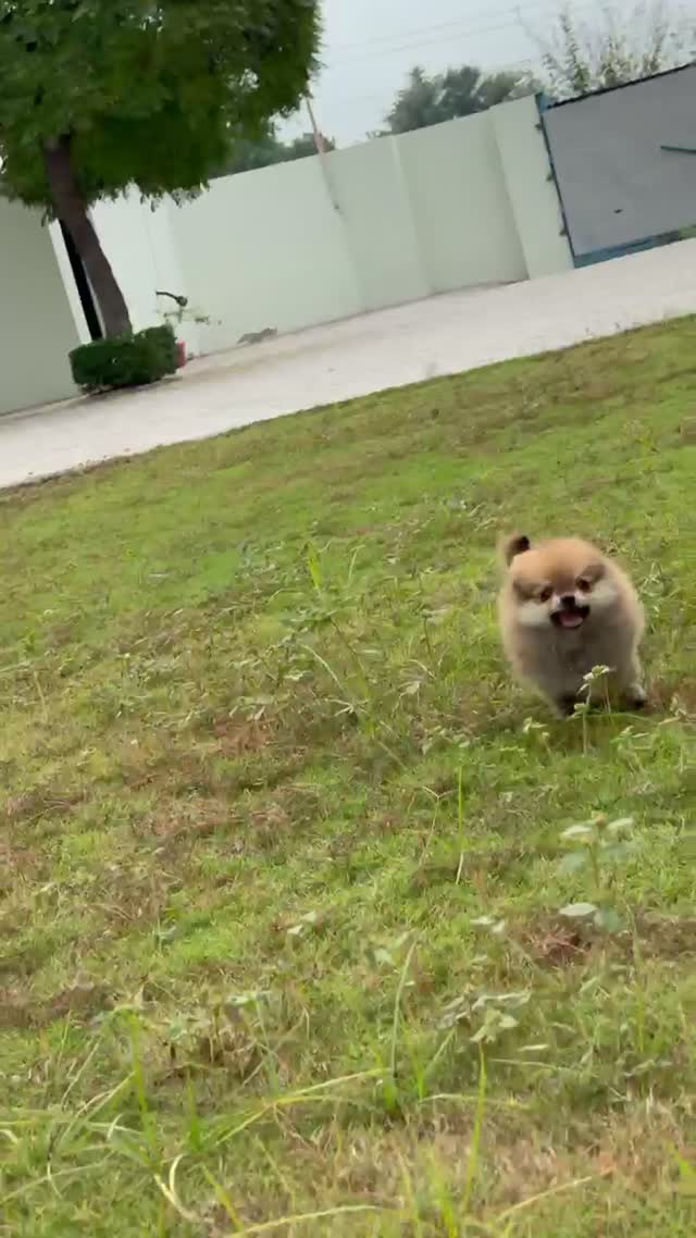 Orignal Toy Pom Puppy | Teacup Pom, farm video