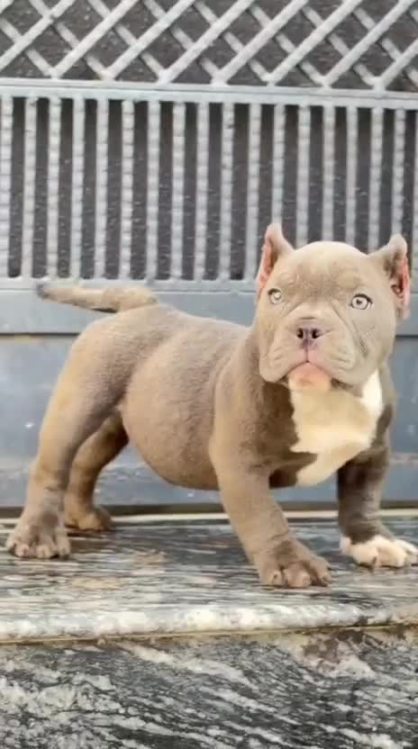 American Bully Pocket Size Puppy, farm video