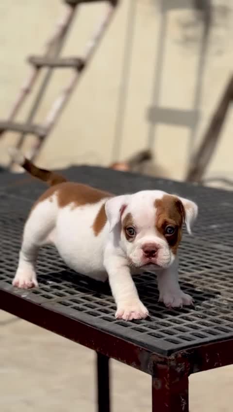 American Bully Pocket Size Puppy, farm video