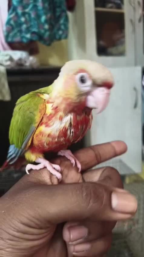 Pineapple Headed Conure, farm video