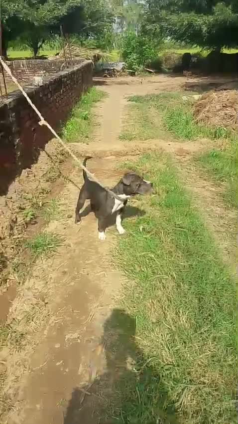 American Bully Pocket Size Puppy, farm video