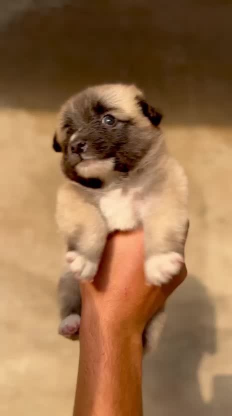 Dachshund Puppy, farm video