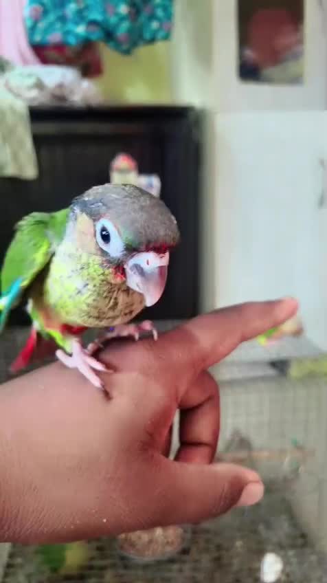 Green Cheek Conure, farm video