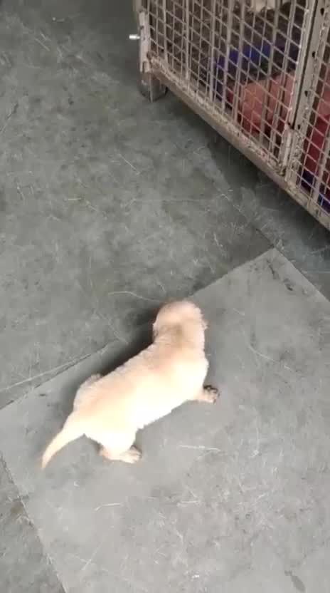 Golden Retriever, farm video