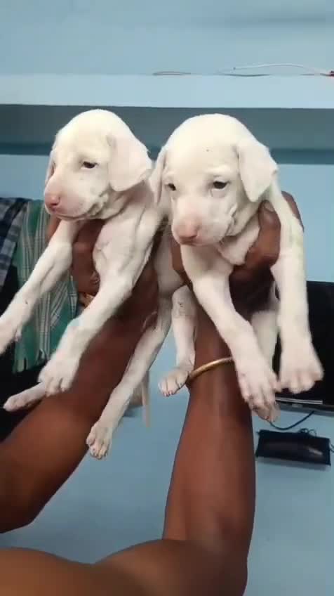 Rajapalayam Puppy, farm video