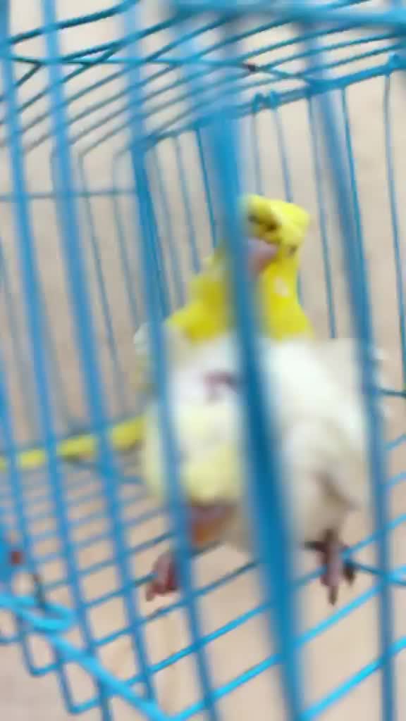 Dachshund Puppy, farm video