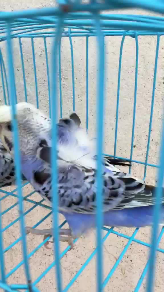 Hogoromo Budgies, farm video