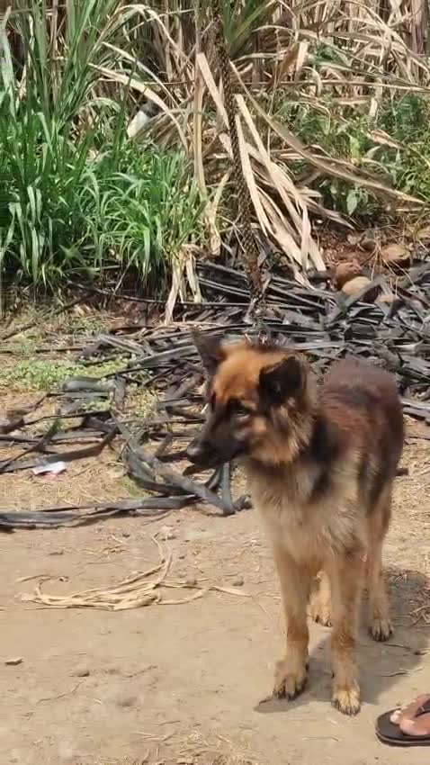 German Shepherd Puppy | Z Black, farm video