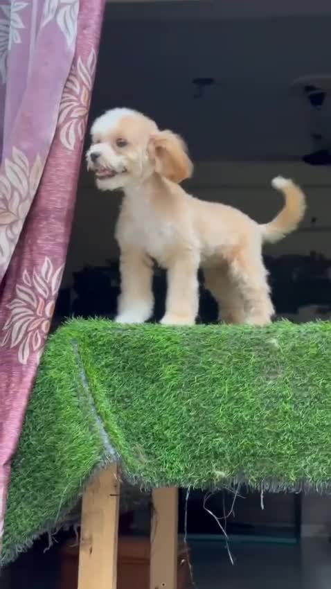 Maltipoo Puppy, farm video