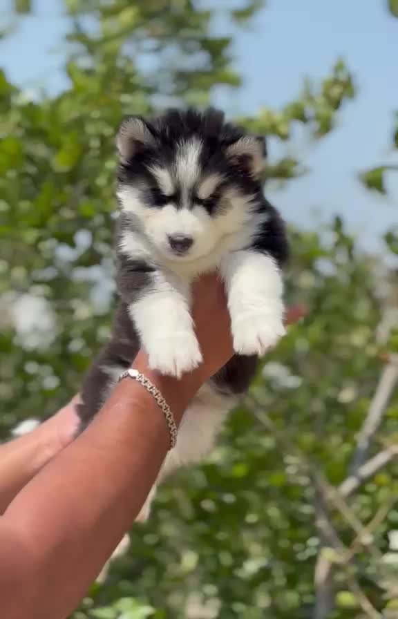Dachshund Puppy, farm video