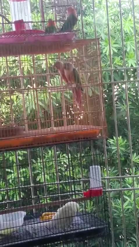 Pineapple Headed Conure, farm video