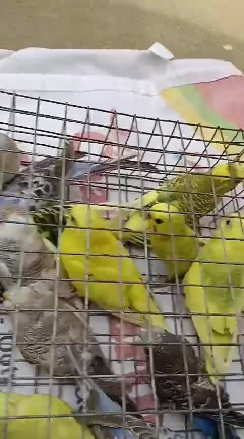 African Love Birds | Peach Face, farm video