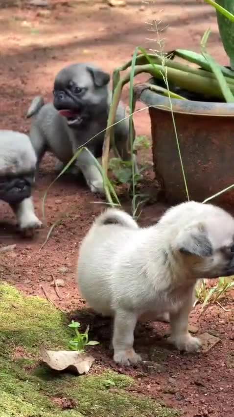 Pug Puppy | Apricot Color, farm video