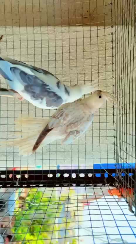 Cockatiel | Lutino, farm video