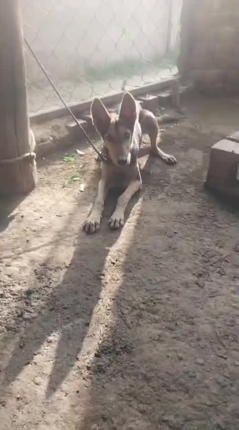 German Shepherd Puppy | Z Black, farm video