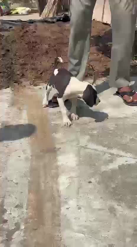 American Bully Standard Size Puppy, farm video