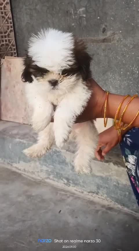 Shih Tzu | Black Color, farm video