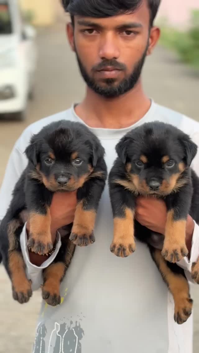 Rottweiler Puppy, farm video
