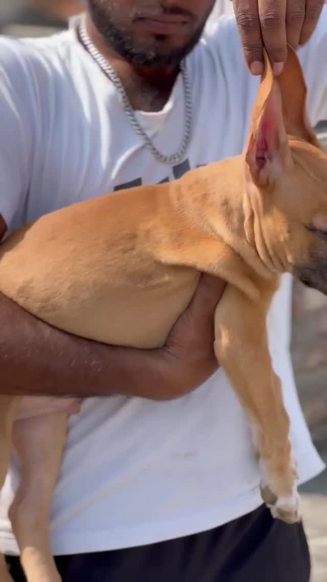 American Bully Pocket Size Puppy, farm video