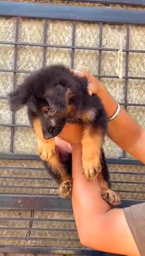 German Shepherd Puppy | Pure White, farm video
