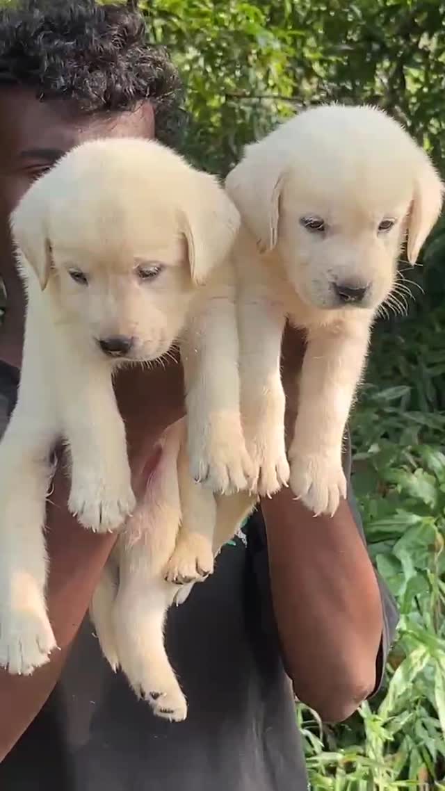 Beagle Black & Tan Puppy, farm video