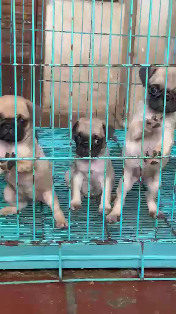 Pug Puppy | Black Color, farm video