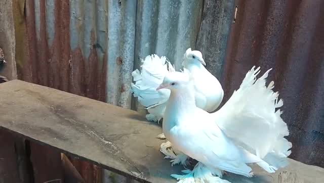 Homer Pigeon, farm video