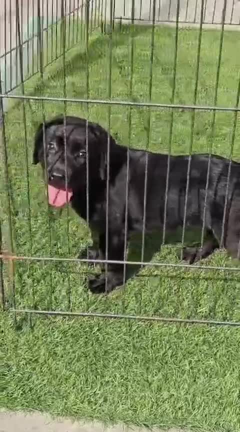 Dachshund Puppy, farm video