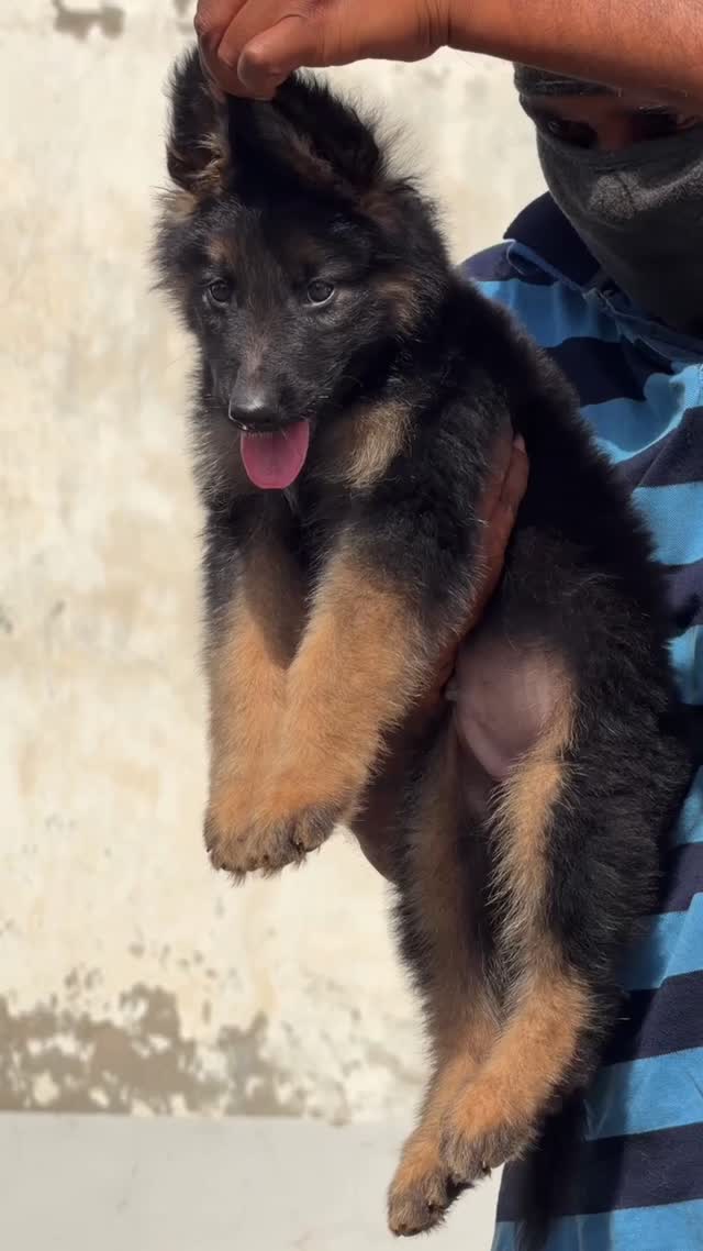 German Shepherd Puppy | Z Black, farm video