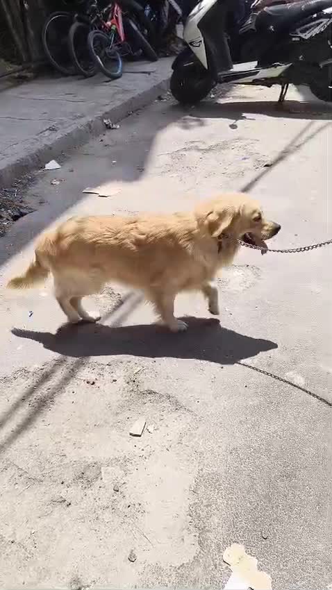 Golden Retriever, farm video