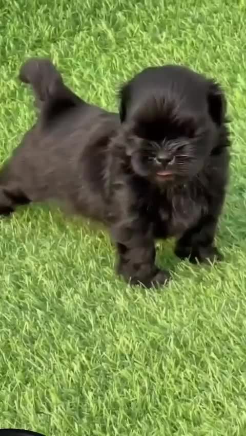 Shih Tzu Puppy Brown & White, farm video