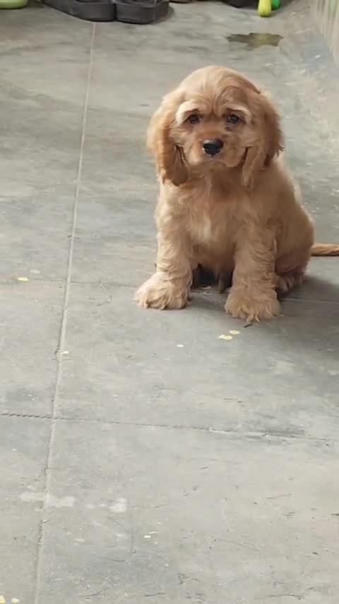 Cocker Spaniel Puppy, farm video