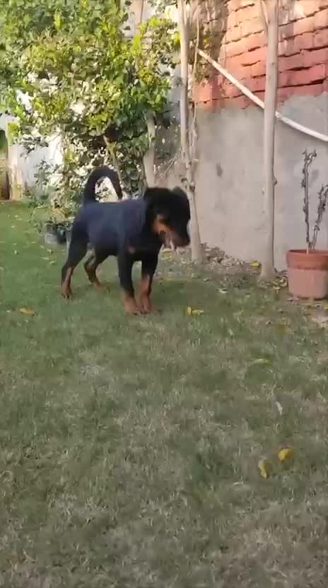 Rottweiler Puppy, farm video