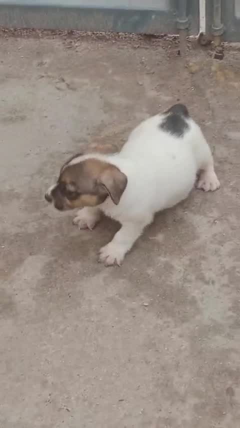 Jack Russell Terrier Puppy, farm video