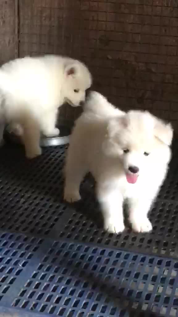 Samoyed Puppy | White, farm video