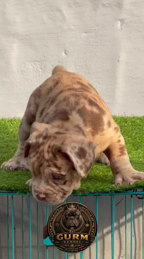 American Bully Standard Size Puppy, farm video