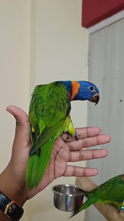 Rainbow Lorikeet, farm video