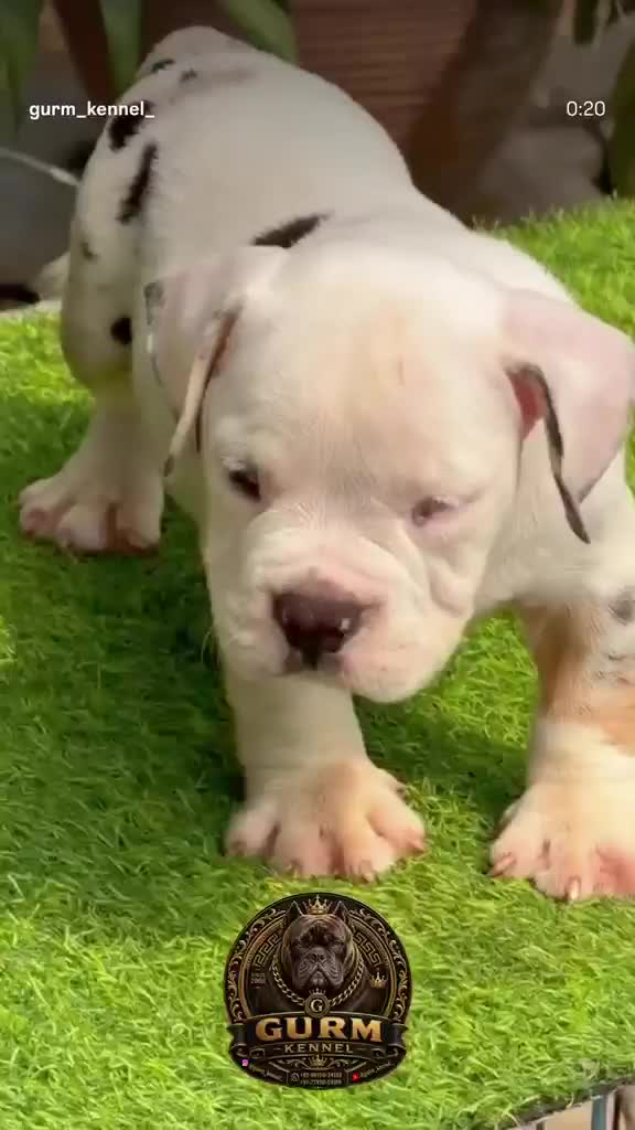 American Bully Standard Size Puppy, farm video
