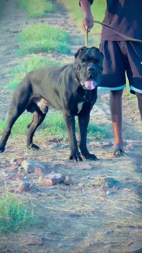 Cane Corso Puppy, farm video
