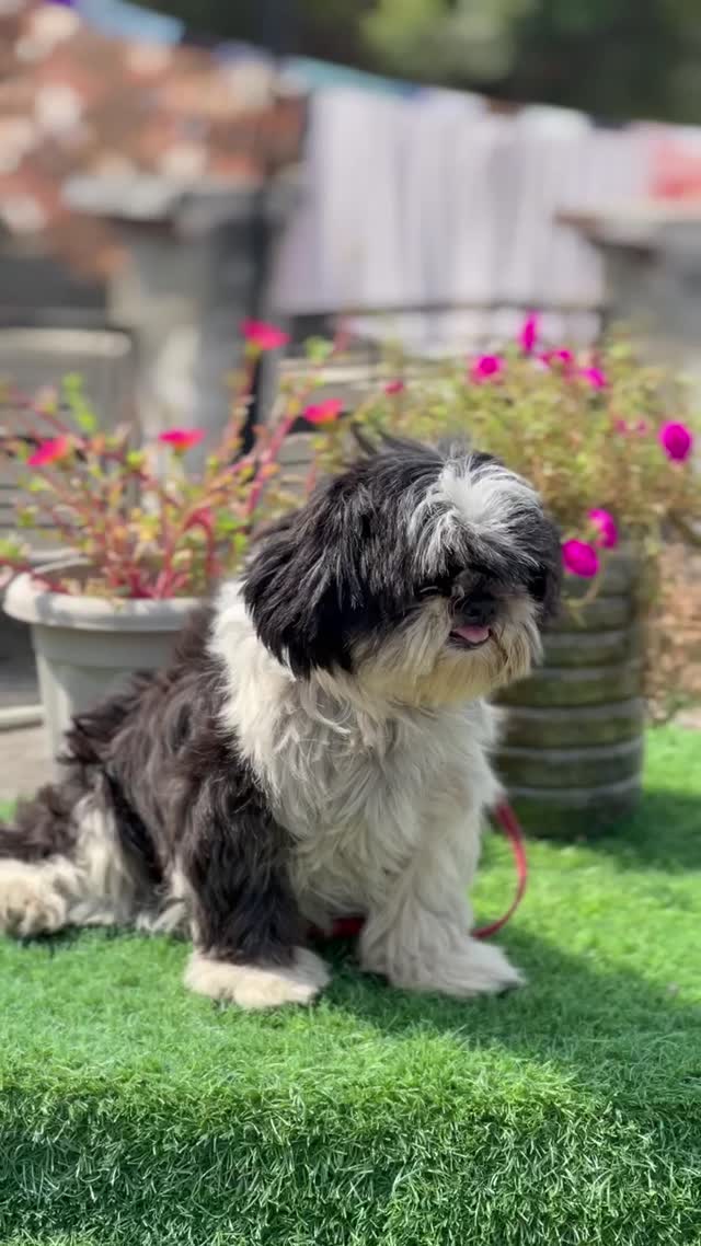 Shih Tzu | Black Color, farm video