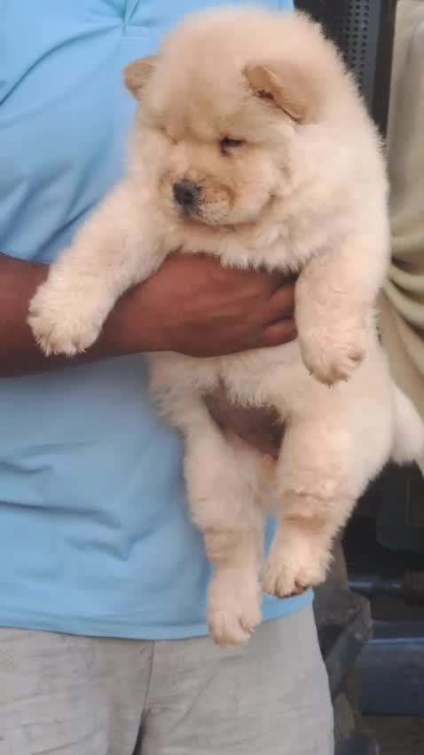 Chow Chow Puppy | Black Color, farm video