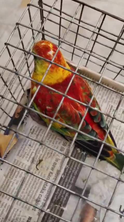 Blue Monk | Blue Quaker Parrot, farm video
