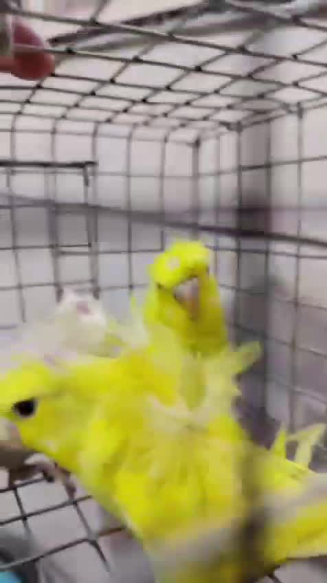 Hogoromo Budgies, farm video